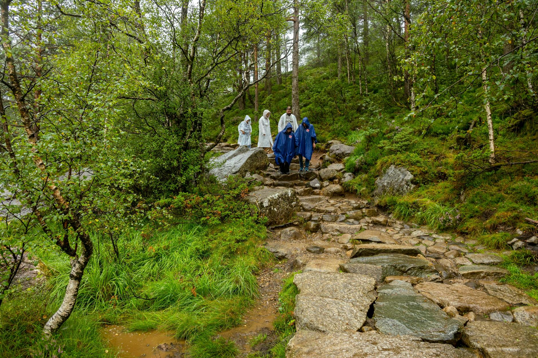 Turyści w przeciwdeszczowych kurtkach na mokrym leśnym szlaku w Norwegii